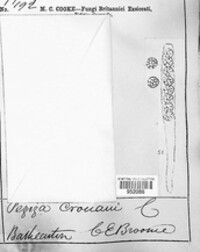 Peziza crouani image